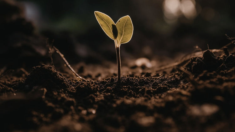 Novedades en regalos promocionales personalizados con huella de carbono calculada para empresas