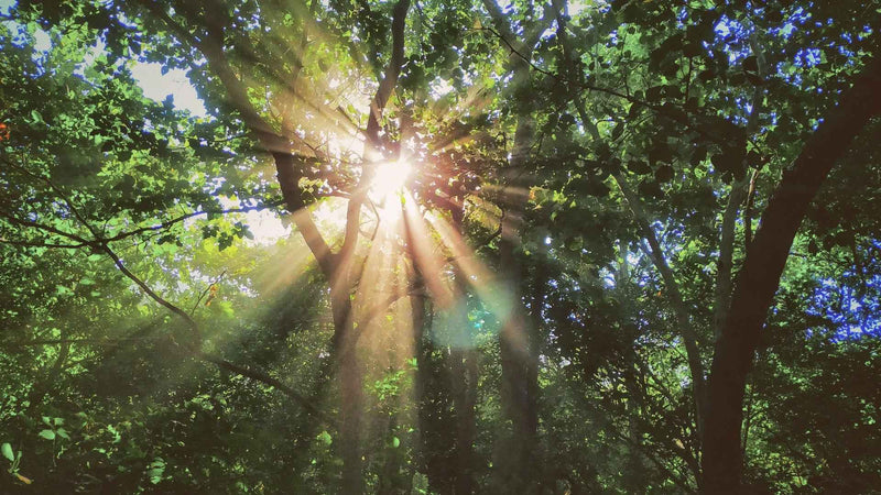 Regalos solares personalizados con huella de carbono calculada